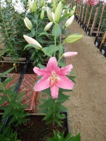 [5324 Apogee VH No01.JPG]